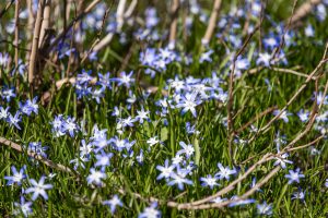 Skilla i gräsmattan