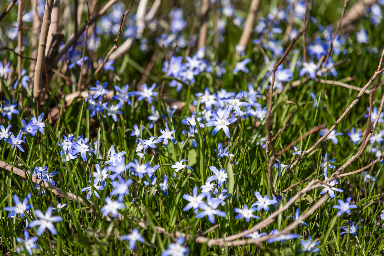 Skilla i gräsmattan