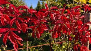 Oktober i trädgården