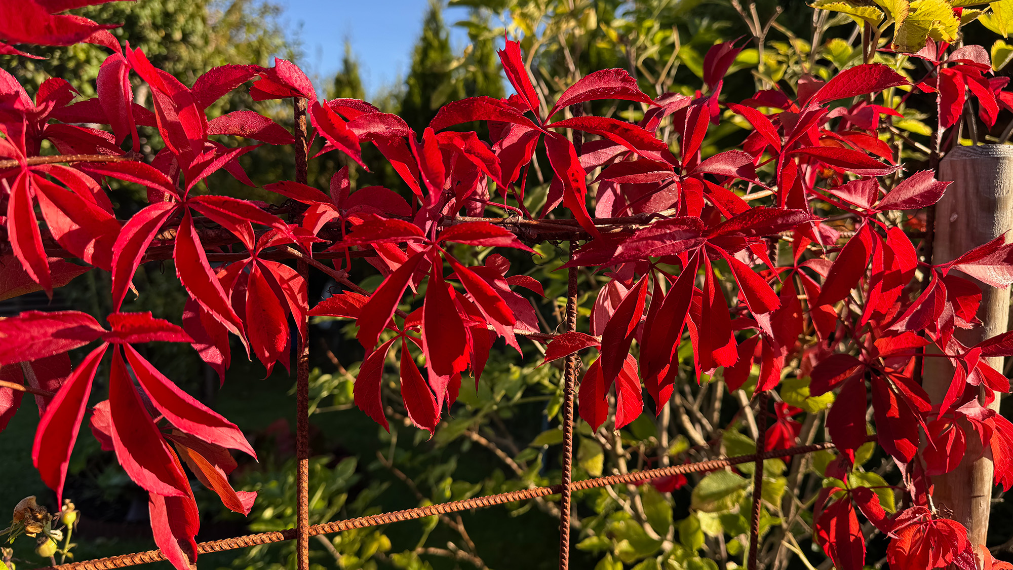 Oktober i trädgården
