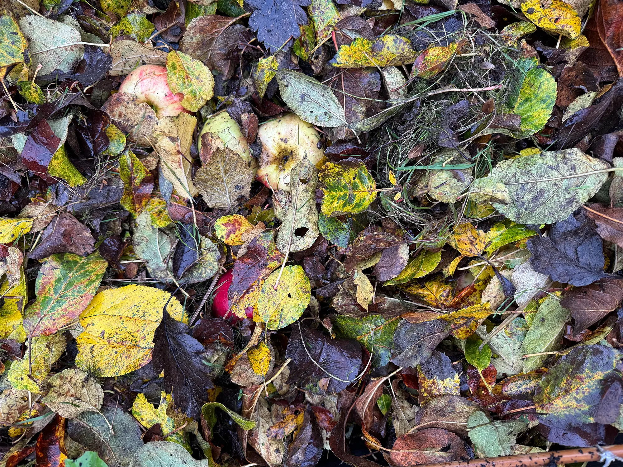 Trädgården i November