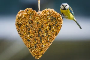 Blåmes på hjärta av vildfågelblandning