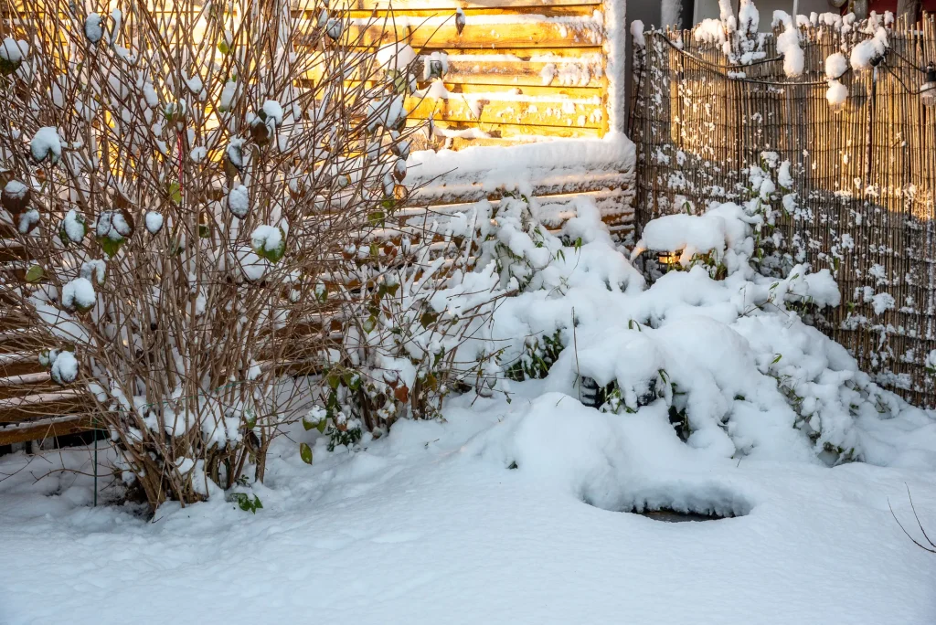 Trädgård i December